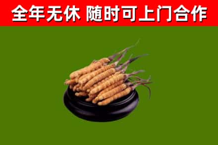 江南回收冬虫夏草