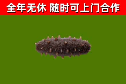 江南回收海参干